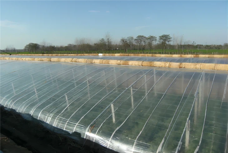 Pellicola PO per broccoli